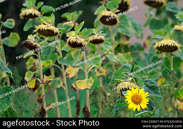 27 August 2023, Saxony, Krostitz: A blooming sunflower next to faded ones in a field in northern Saxony. The weather in the coming week will be clearly autumnal