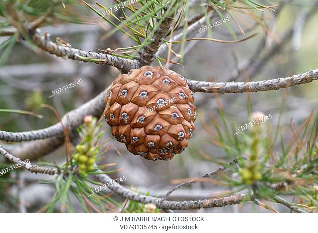 Stone pine (Pinus pinea) is a coniferous tree native to Southern Europe. Its pine nuts are edible. Cone and leaves detail
