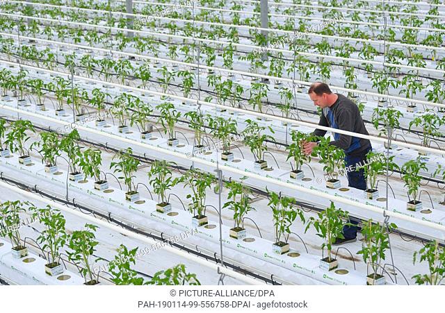 14 January 2019, Brandenburg, Manschnow: Torsten Possin, gardener at Fontana Gartenbau GmbH, checks the growth of young tomato plants that have been freshly...