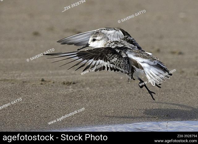 Sanderling (Calidris alba), side view of a juvenile at take-off, Campania, Italy