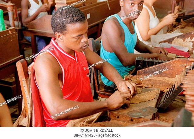 People making cigars at the Partagas cigar factory, Havana Cuba