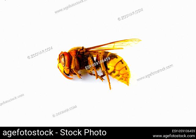 Dried European hornet isolated on white background