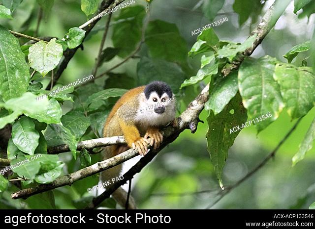 Central American squirrel monkey, also known as the red-backed squirrel monkey, lives in parts of the Pacific coast of Panama and Costa Rica