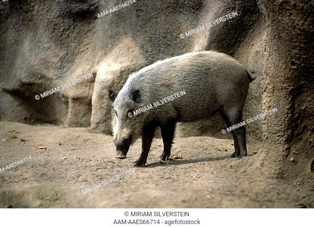 Bornean Bearded Pig (Sus barbatus) San Diego Zoo