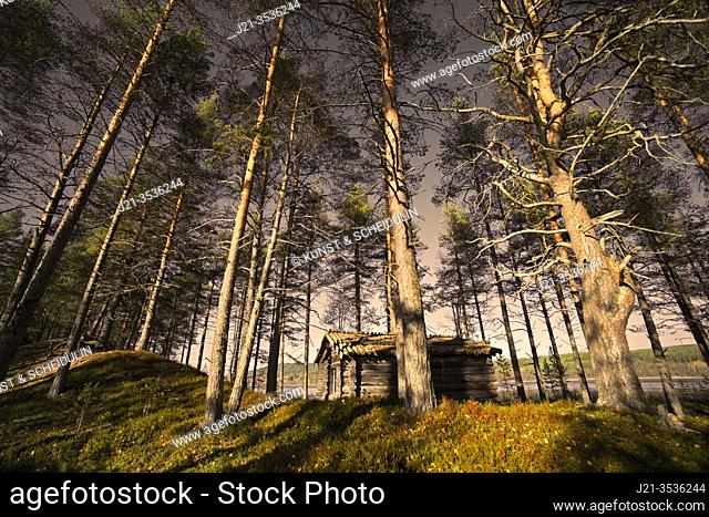 A log cabin is standing in a pine forest close to a lake
