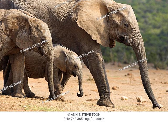 Maternal group of elephants, Loxodonta africana, in Addo Elephant National park, Eastern Cape, South Africa