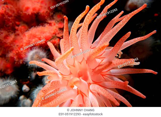 Motion of beautiful crimson anemone underwater