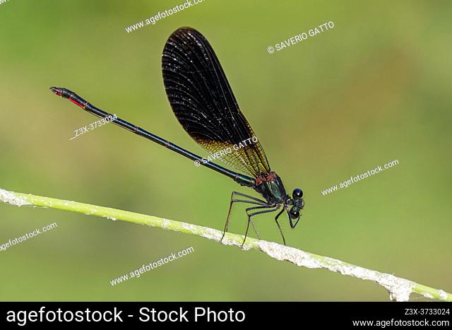Copper Demoiselle (Calopteryx splendens), side view of an adult male perched on a plant, Campania, Italy