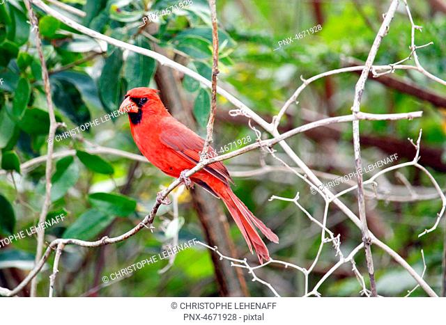 USA. Florida. Everglades National Park. Long Pine. Cardinal bird