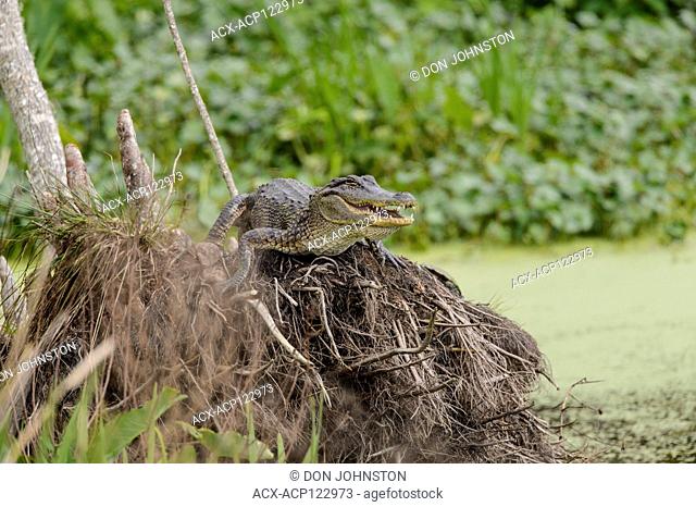 Basking alligator (Alligator mississipiensis), Jungle Gardens, Avery Island, Louisiana, USA