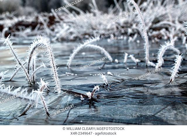 Detail of a frozen pool, County Westmeath, Ireland