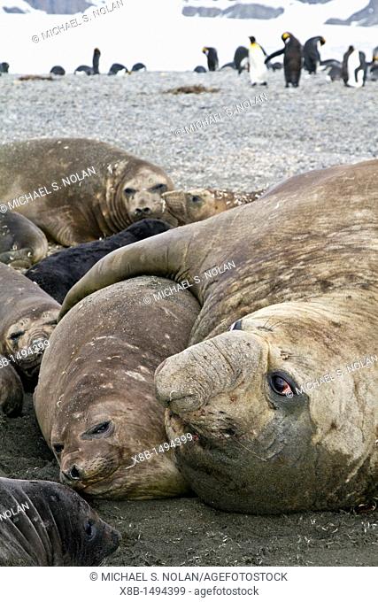Southern elephant seal Mirounga leonina mating behavior on South Georgia Island in the Southern Ocean  MORE INFO The southern elephant seal is not only the most...