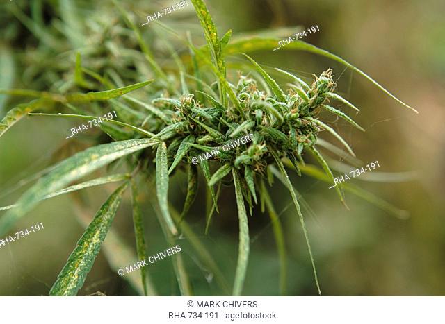 Cannabis Cannabis Sativa bud grown locally by villagers for recreational use, Pokhara, Nepal, Asia