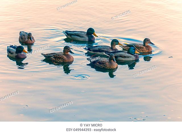 a flock of beautiful ducks gleaming with colorful feathers sailing slowly along the pond