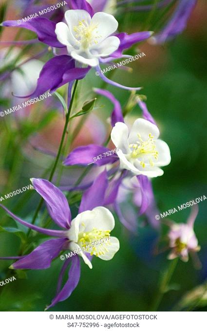 Blue Columbine Flower Trio. Aquilegia hybrid. April 2008, Maryland, USA