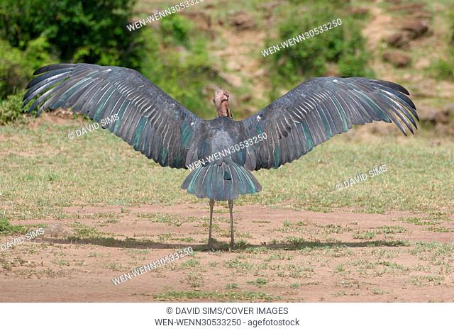 Masai Mara Safari Featuring: Vulture Where: Masai Mara, Kenya When: 08 Nov 2016 Credit: David Sims/Cover Images