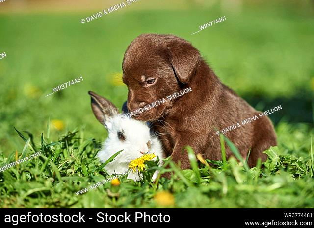 Labrador puppy and rabbit, Bavaria, Germany, Europe