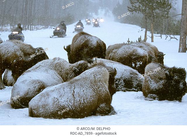 American Bisons and snowmobiles Yellowstone national park USA Bison bison