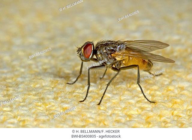 House fly (Musca domestica), on a tablecloth, Germany