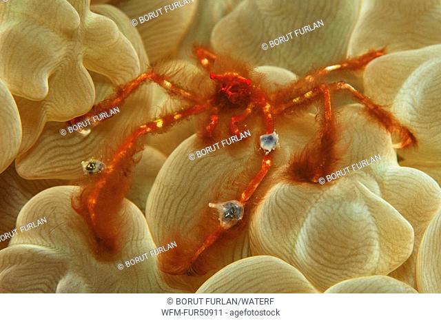 Orang Utan Crab in Bubble Coral, Achaeus japonicus, Alor, Lesser Sunda Islands, Indo-Pacific, Indonesia