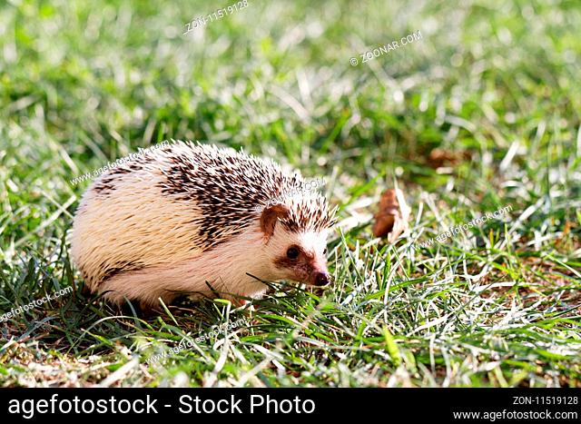 Hedgehog on green lawn in backyard