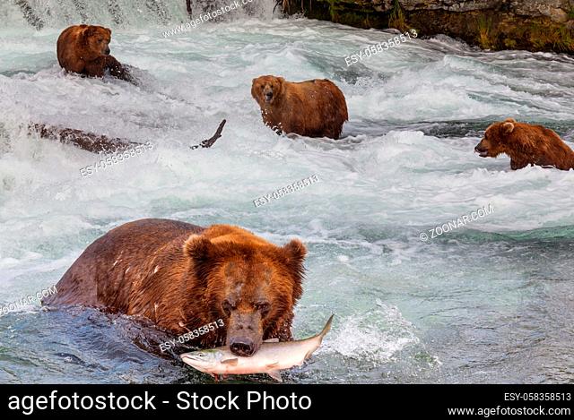 A grizzly bear hunting salmon at Brooks falls. Coastal Brown Grizzly Bears fishing at Katmai National Park, Alaska. Summer season