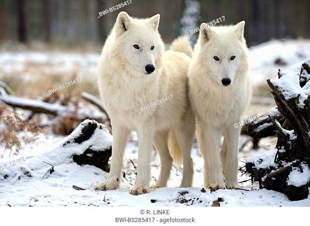 arctic wolf, tundra wolf (Canis lupus albus, Canis lupus arctos), two wolves standings side by side in snow