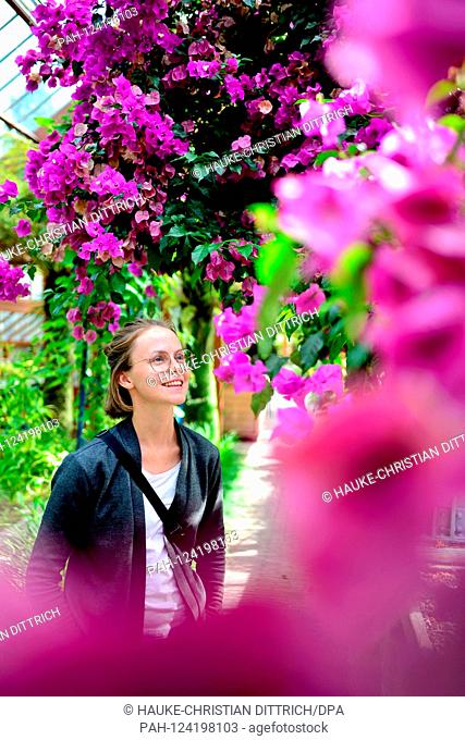 A young woman behind blooming flowers in a glasshouse at the historic botanical garden in the city center of Utrecht (Netherlands), 01 September 2019