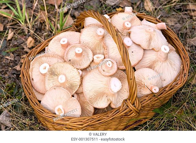 basket, full of mushrooms Lactarius torminosus