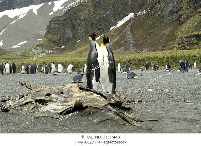 South Georgia, Island group, south Atlantic, gold harbor, penguin, king penguin, Aptenodytes Patagonicus, penguins, co