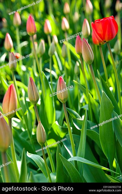 tulips of dark color growing in a field. focus on the central flower