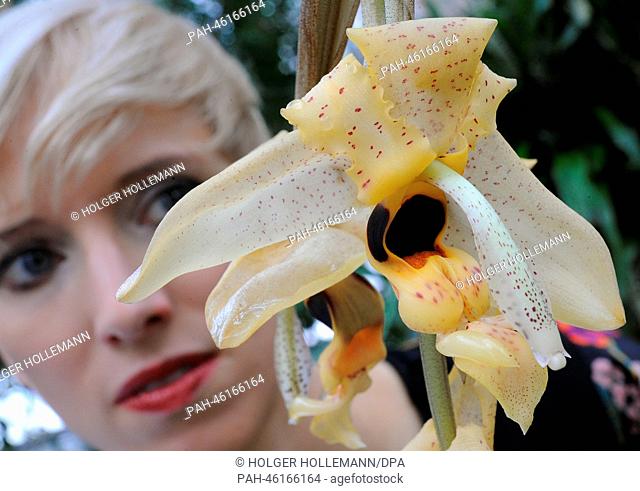 Sarah presents a Stanhopea nigripes (Peru) in the tropical glasshouses of the Berggarten botanical garden in Hanover, Germany, 30 January 2014