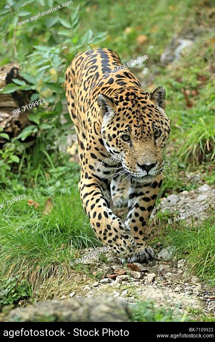 Jaguar (Panthera onca), adult, alert, stalking, captive