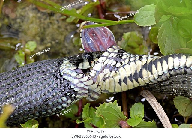 grass snake (Natrix natrix), series picture 19, two snakes fighting for a frog, Germany, Mecklenburg-Western Pomerania