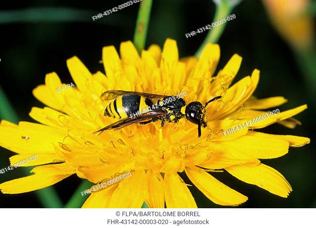 Mason Wasp Odynerus parietum On yellow flower