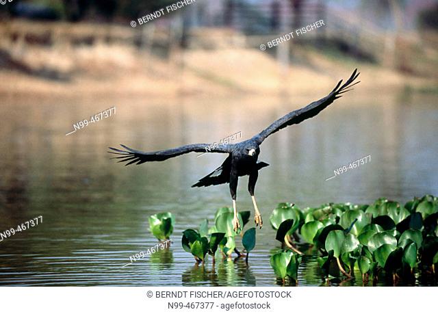 Great black hawk (Buteogallus urubitinga) fishing in Pixaim river. Pantanal near Pocone. Brazil