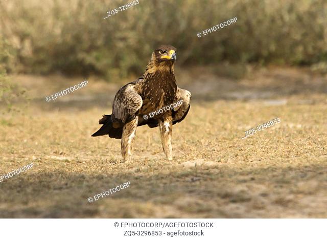 Steppe eagle, Aquila nipalensis, Tal Chhapar Sanctuary, Rajasthan, India