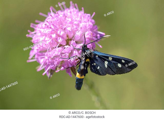 Nine spotted Moth, Rabac, Istria, Croatia, Amata phegea