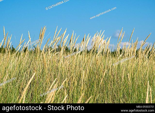 Estonia, Baltic Sea island Hiiumaa, coast, dune grass