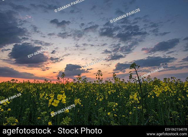 Field of bright yellow rape or canola flowers with the cloudy sky during sunrise. Spring in Poland