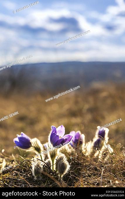 Pasque flower, National park Podyji, Southern Moravia, Czech Republic