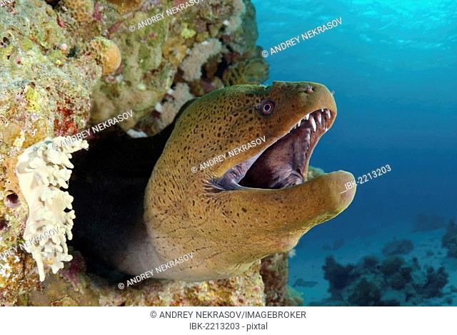 Giant moray (Gymnothorax javanicus), Red Sea, Egypt, Africa