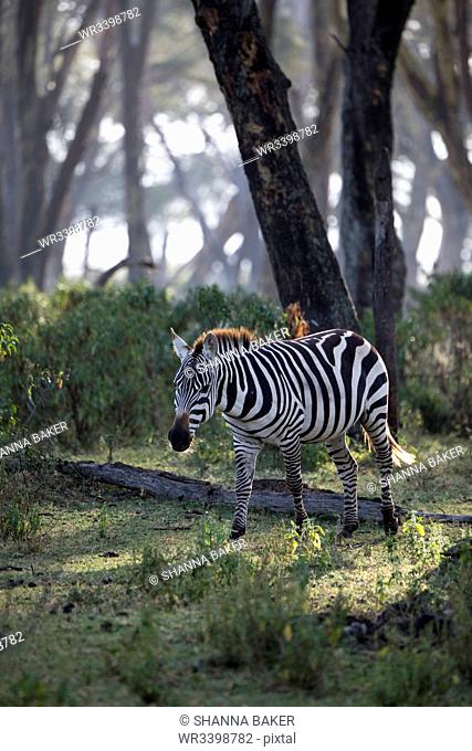 Zebra in early morning. Crescent Island Game Sanctuary, Lake Naivasha, Great Rift Valley, Kenya, East Africa, Africa