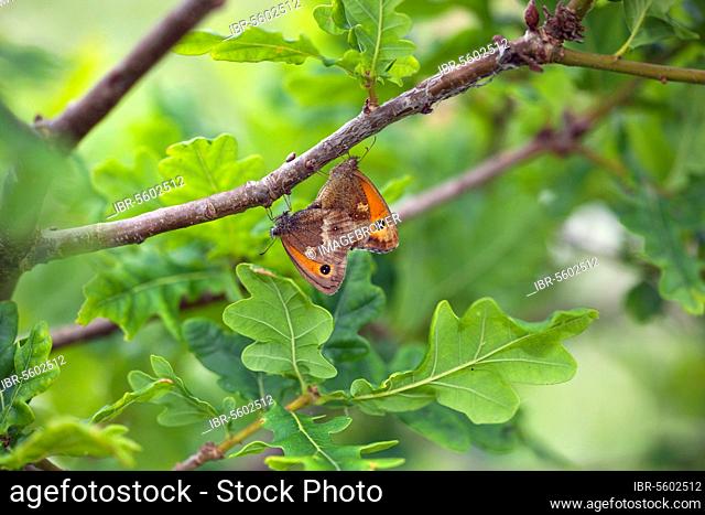 Maniola tithonus, Red-brown ox-eye, Rusty-brown ox-eye, gatekeeper (Pyronia tithonus), Yellow ox-eye (Nymphalidae), Other animals, Insects, Butterflies, Animals