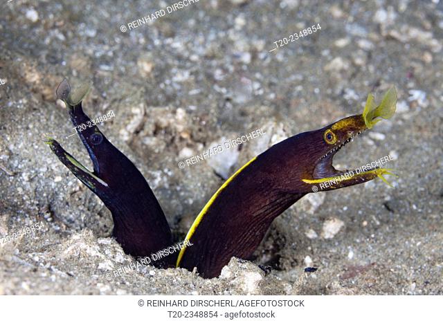 Two juvenile Ribbon Eel, Rhinomuraena quaesita, Ambon, Moluccas, Indonesia
