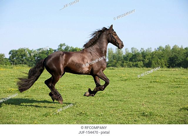 Friesian horse - galloping on meadow