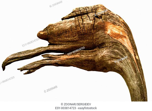 snag in form head of dinosaur