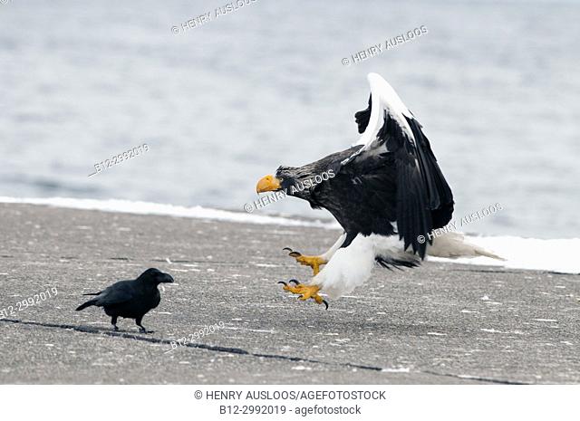 Steller's sea eagle (Haliaeetus pelagicus), Landing, Japan