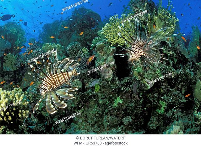 Pair of Lionfish on Reef, Pterois miles, Marsa Alam, Red Sea, Egypt