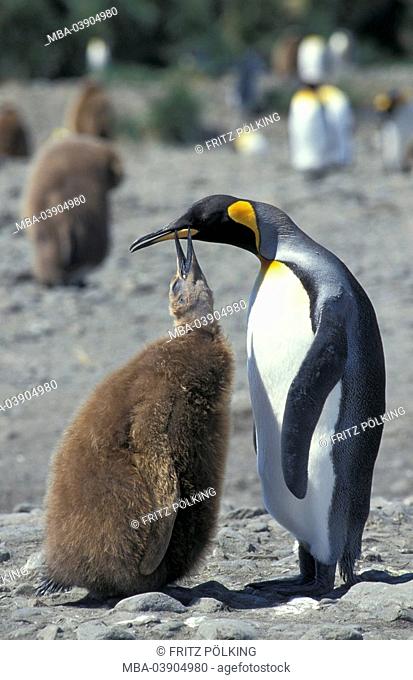 King-penguins, Aptenodytes patagonicus